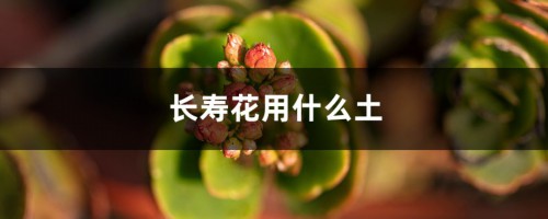 长寿花用什么土好