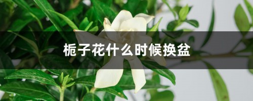 栀子花什么时候换盆