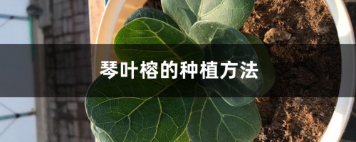 琴叶榕的种植方法