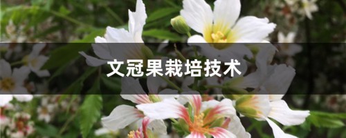 文冠果栽培技术