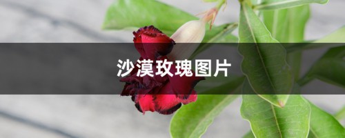 沙漠玫瑰图片