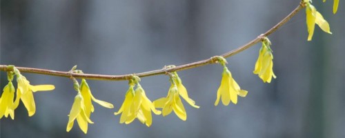 吉林适合养什么花，市花和市树是什么