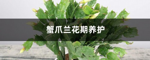 蟹爪兰花期养护