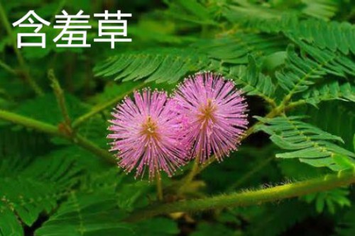 含羞草花.jpg