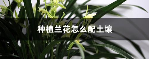 种植兰花怎么配土壤