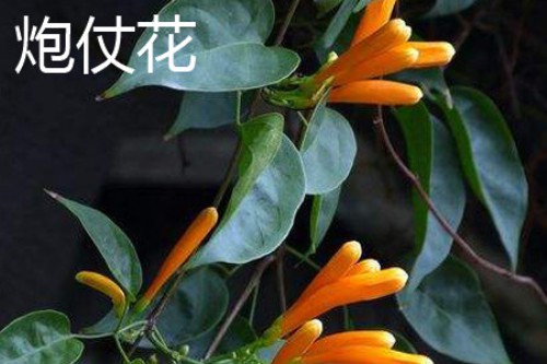 炮仗花