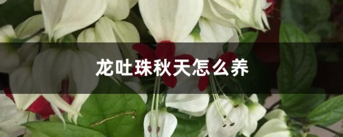 龙吐珠秋天怎么养