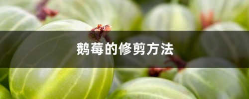 鹅莓的修剪方法