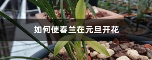 如何使春兰在元旦开花