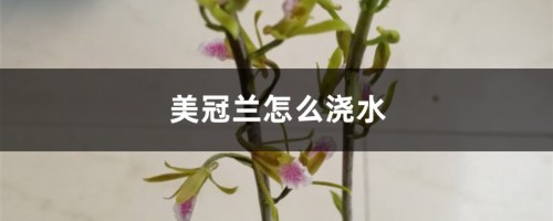 美冠兰怎么浇水