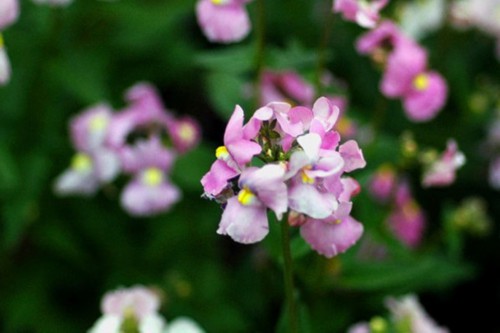 龙面花播种繁殖方法