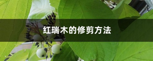 红瑞木的修剪方法